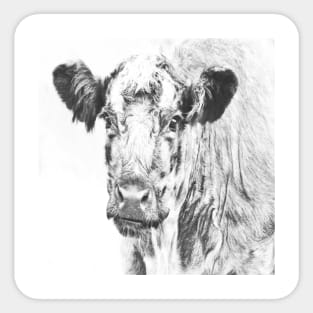 Adumurchan Highland Cow Sticker